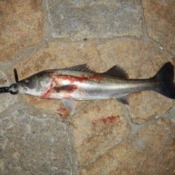 風向き‼流れ‼地合‼　